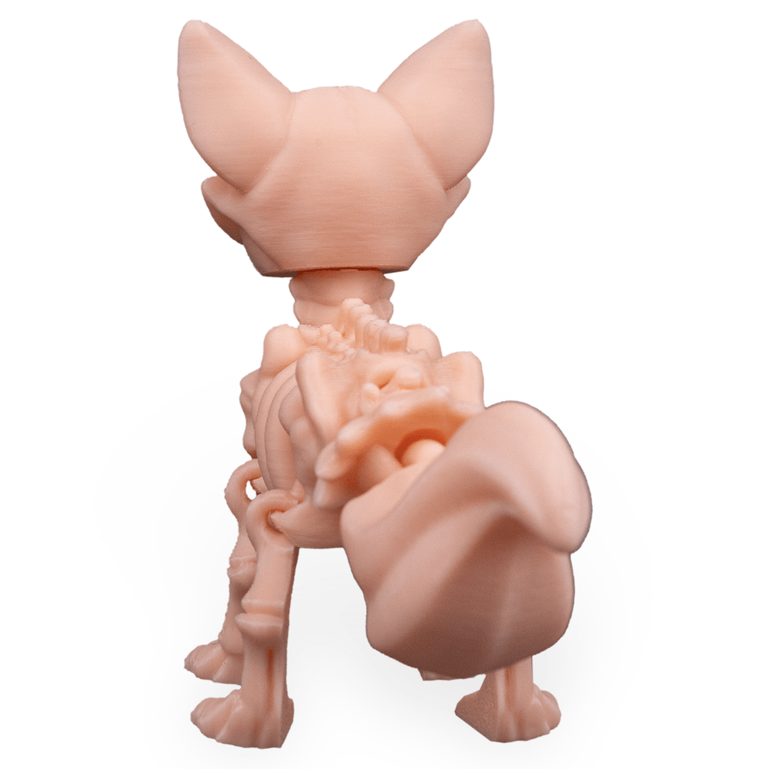 Skeleton Fox