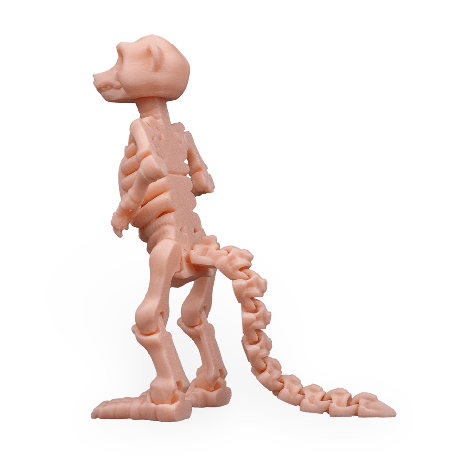 Skeleton Meerkat
