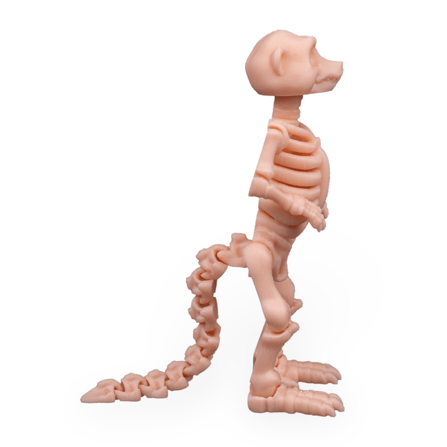 Skeleton Meerkat