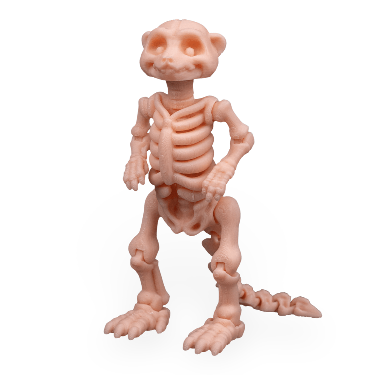 Skeleton Meerkat