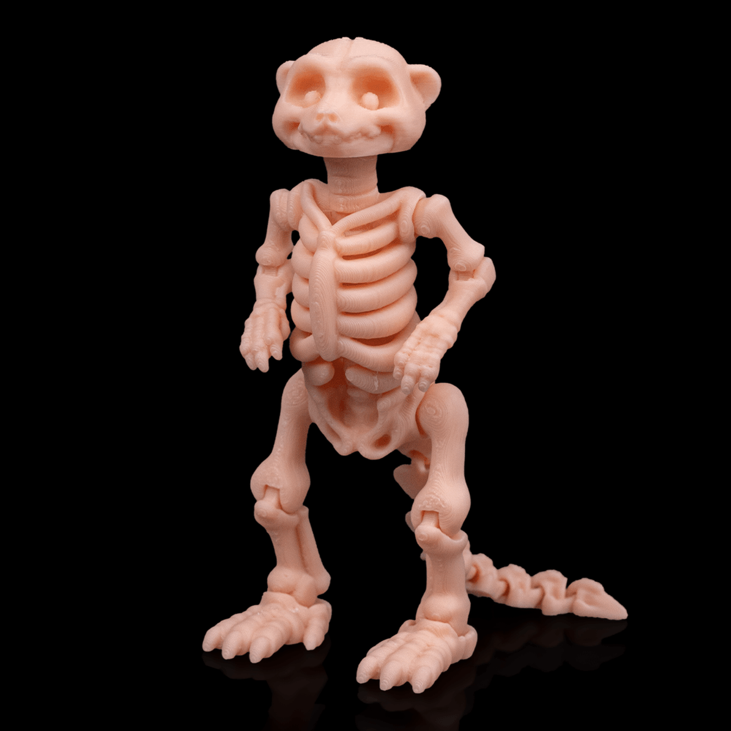 Skeleton Meerkat