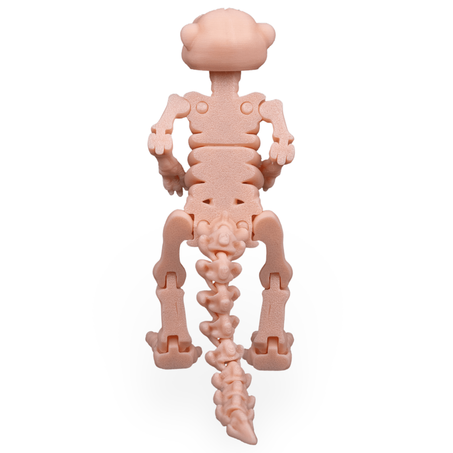 Skeleton Meerkat