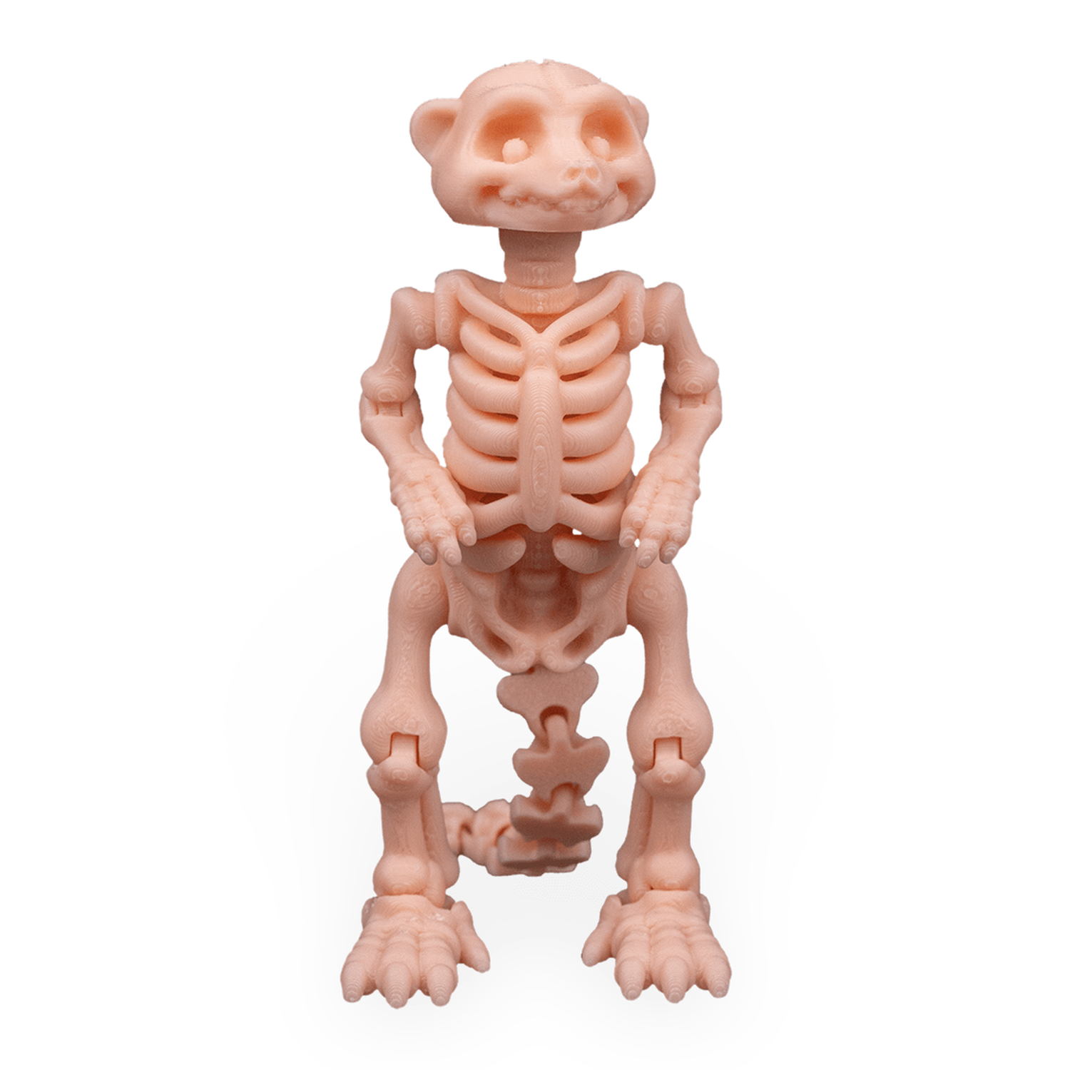 Skeleton Meerkat