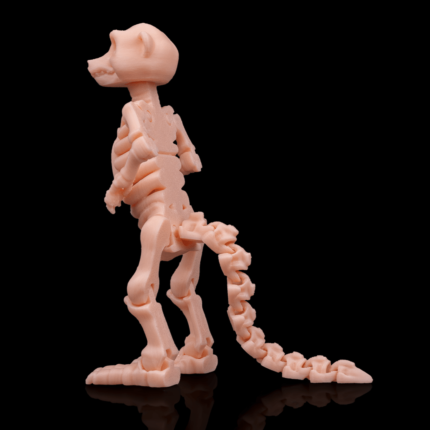 Skeleton Meerkat