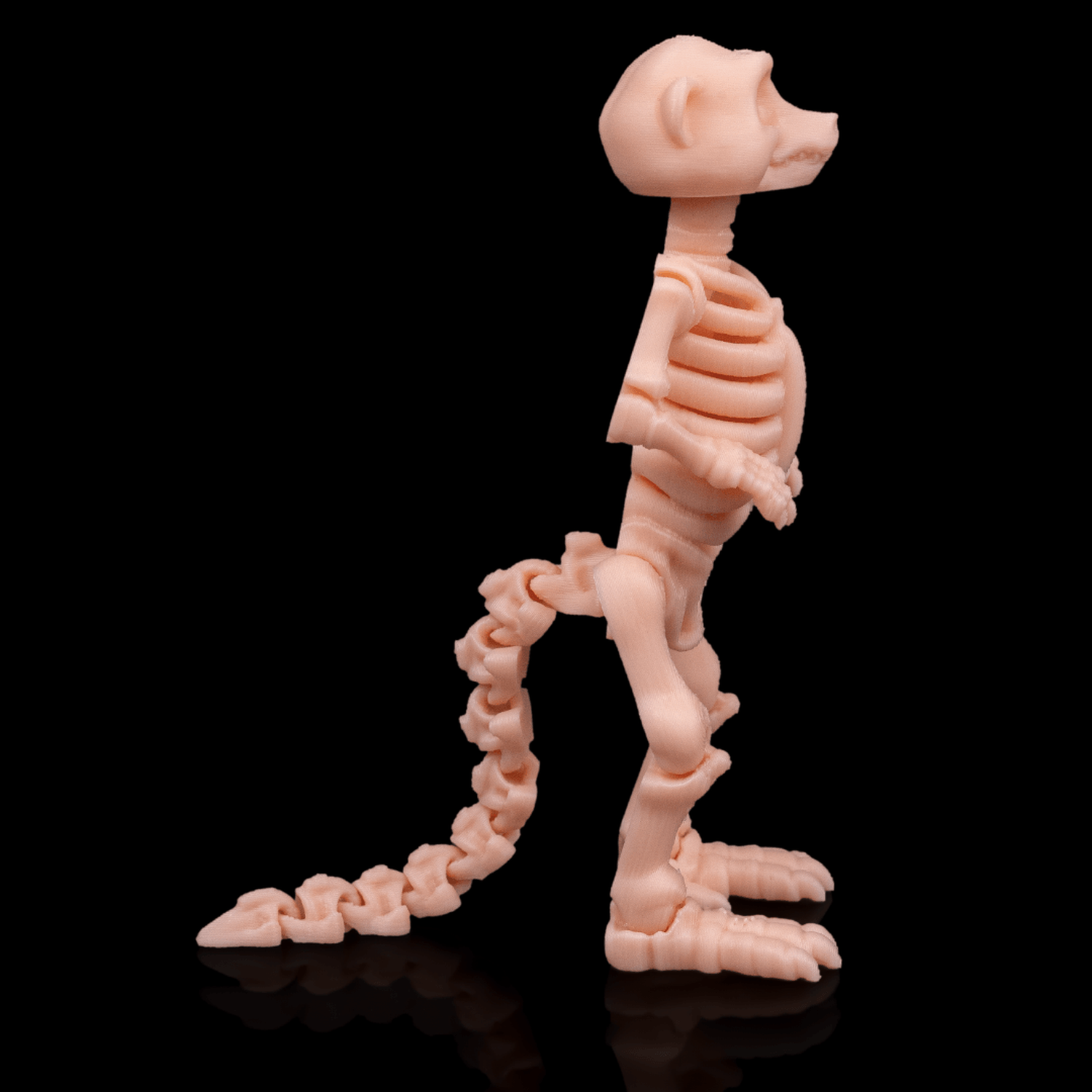 Skeleton Meerkat