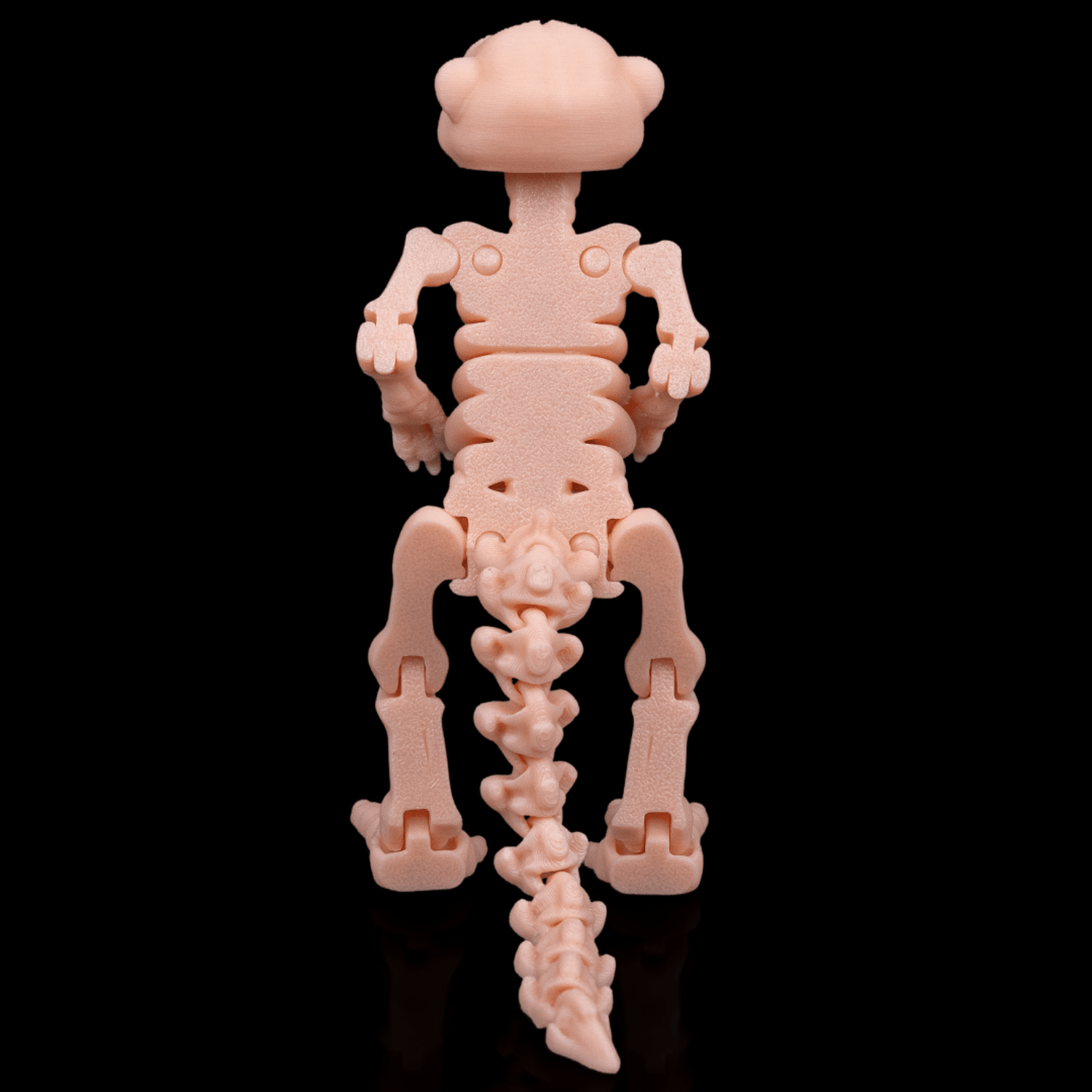 Skeleton Meerkat