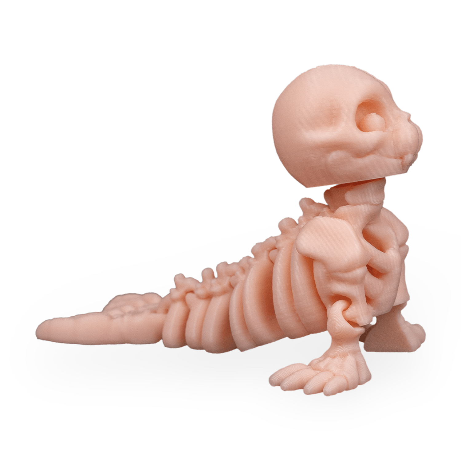 Skeleton Seal