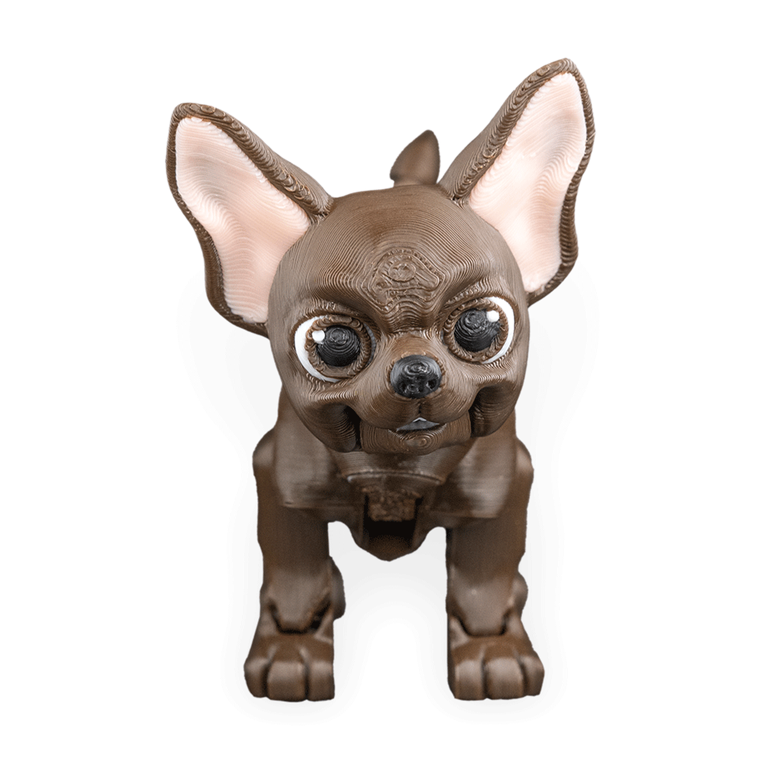Lupe, the Chihuahua