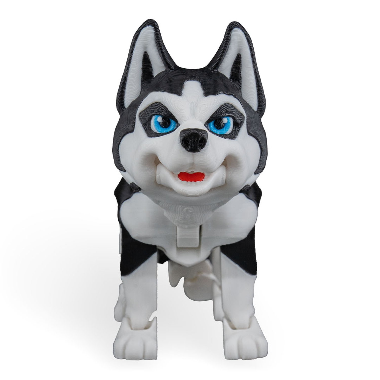 Maya, the Husky