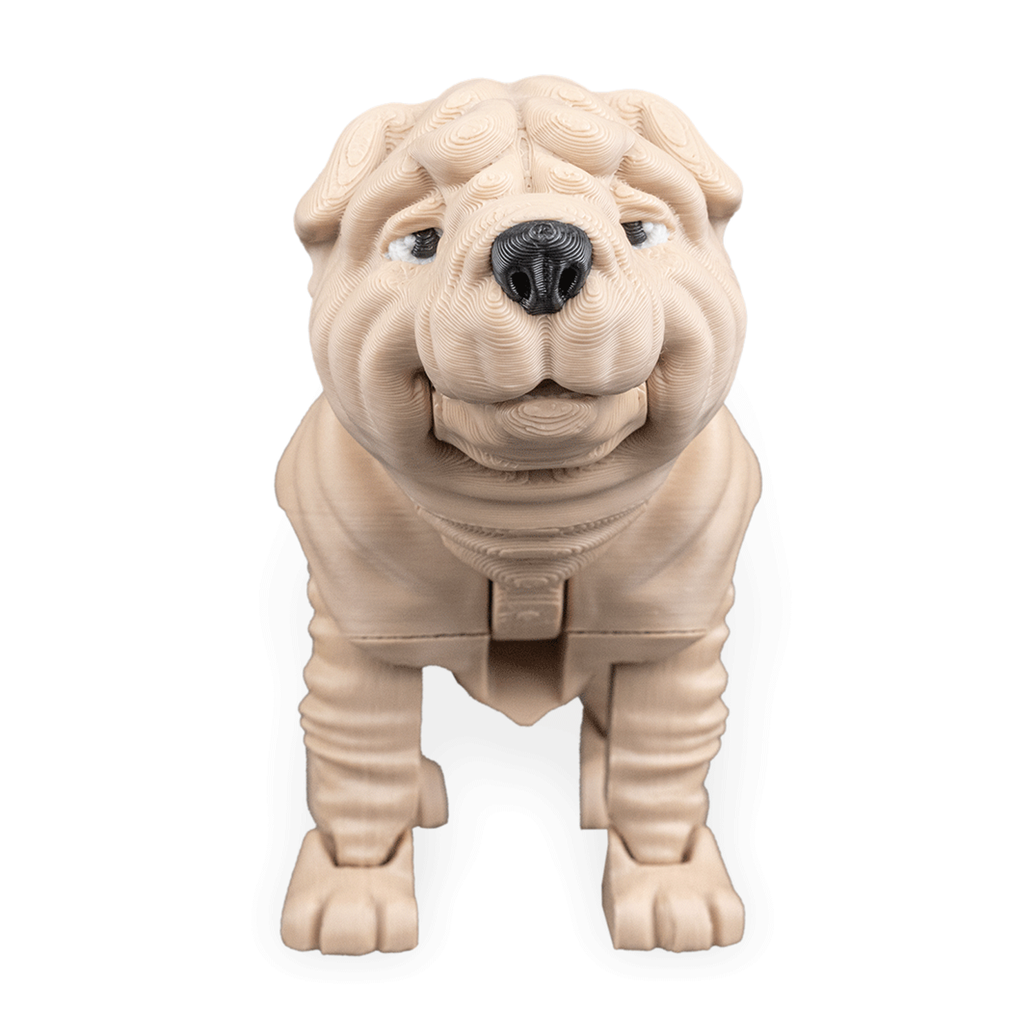 Louis, the Shar Pei