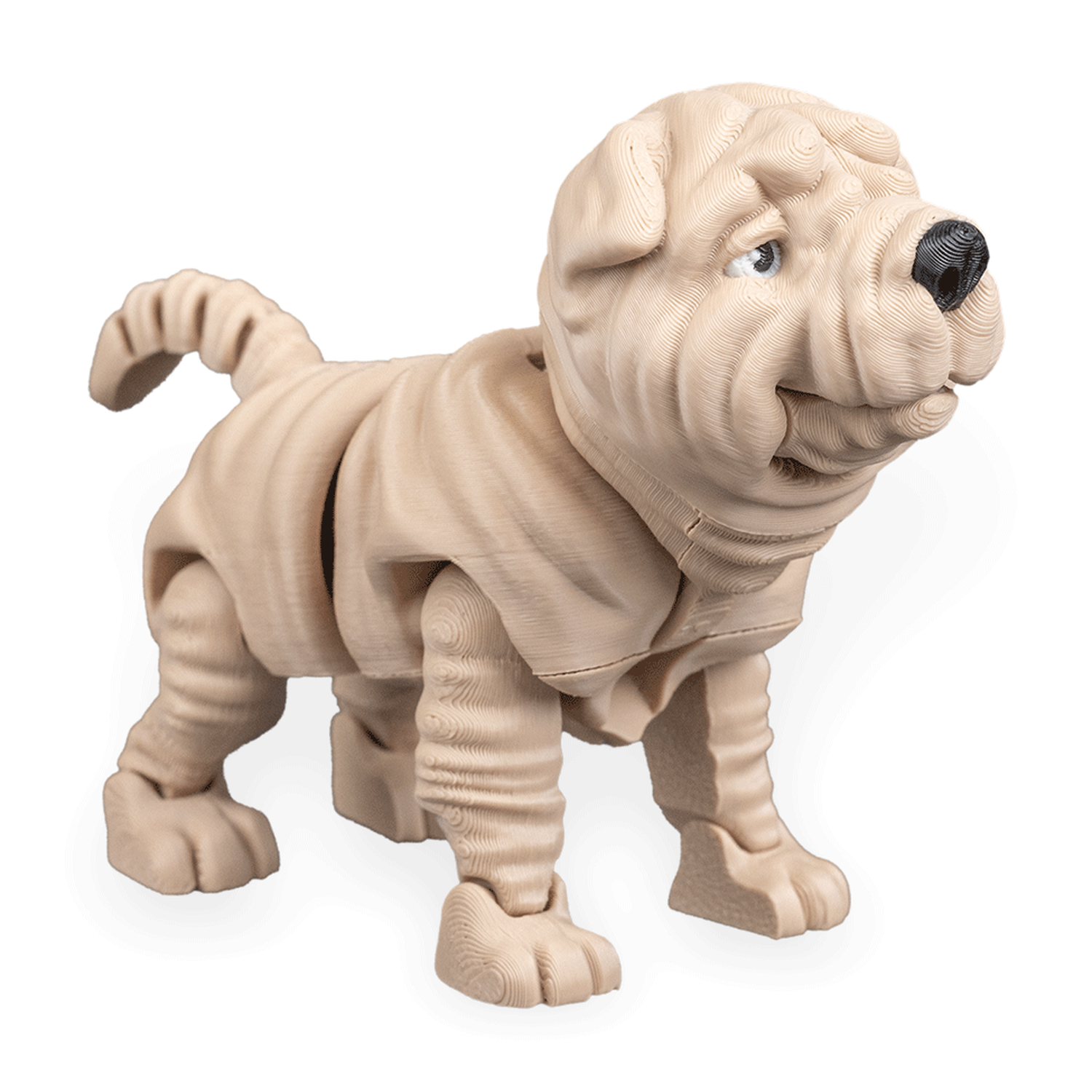 Louis, the Shar Pei