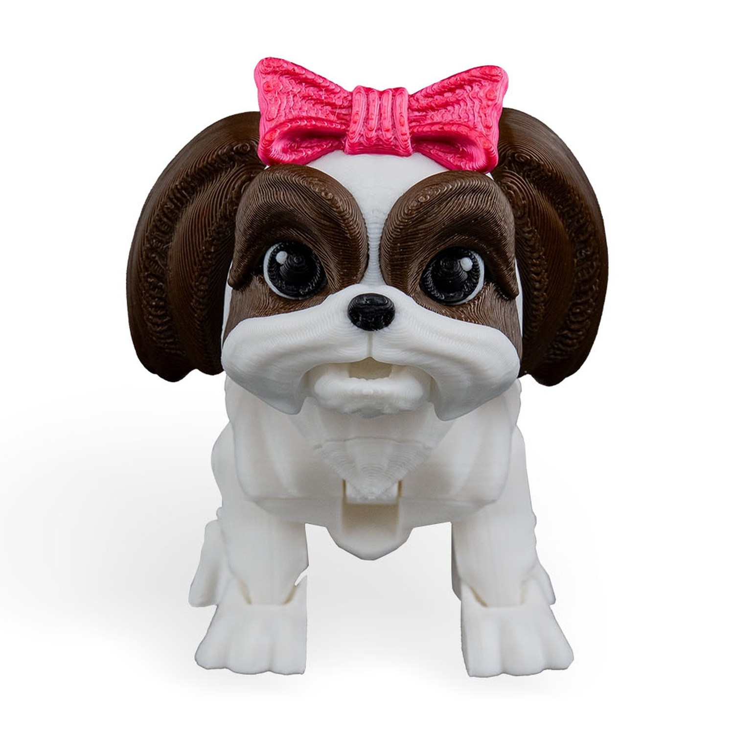 Rachel, the Shih Tzu