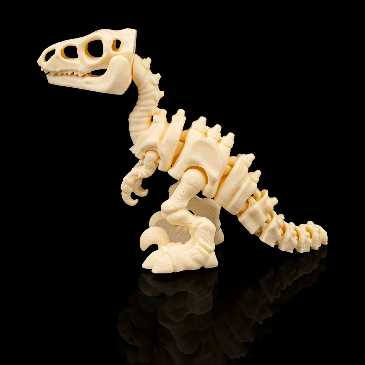 Skeleton Velociraptor
