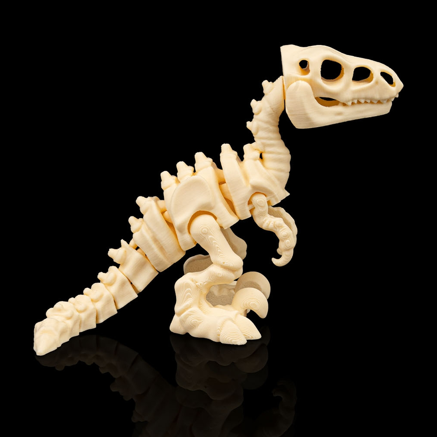 Skeleton Velociraptor