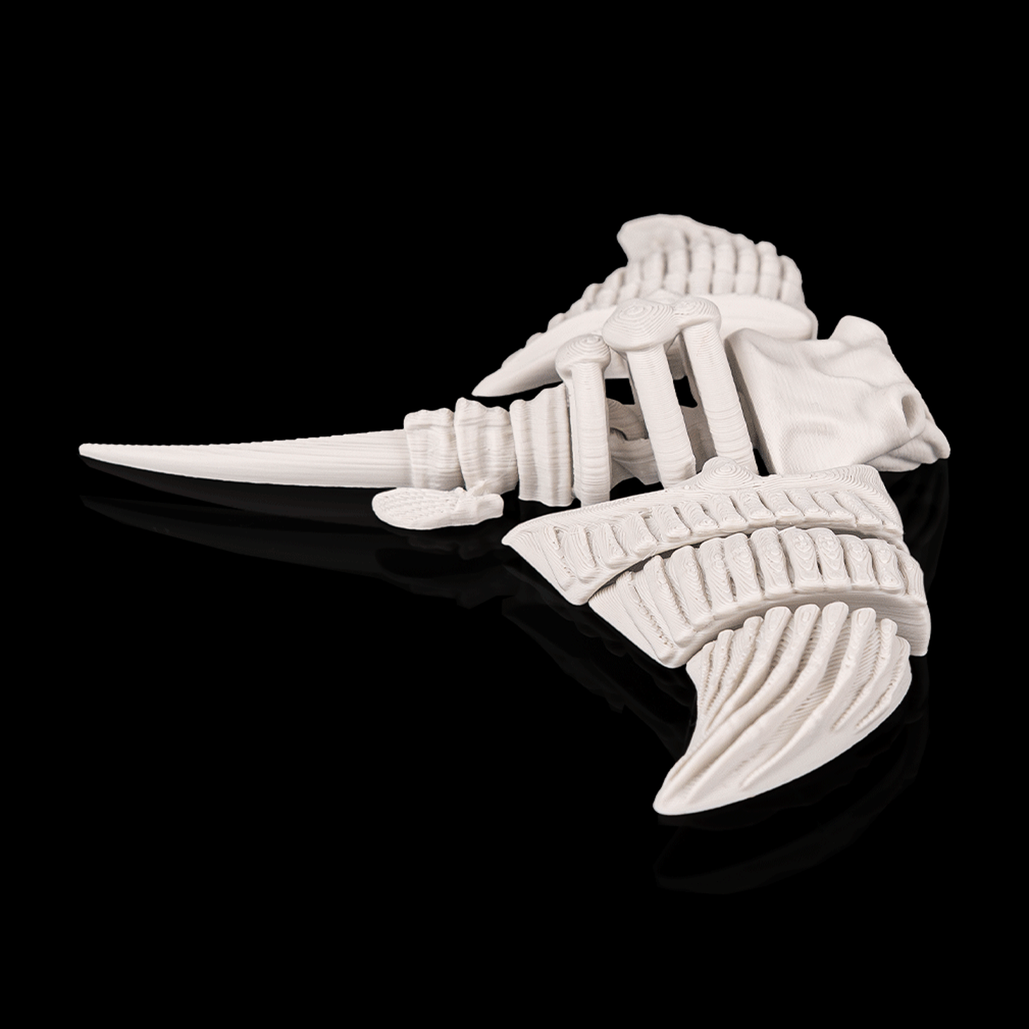 Skeleton Manta Ray