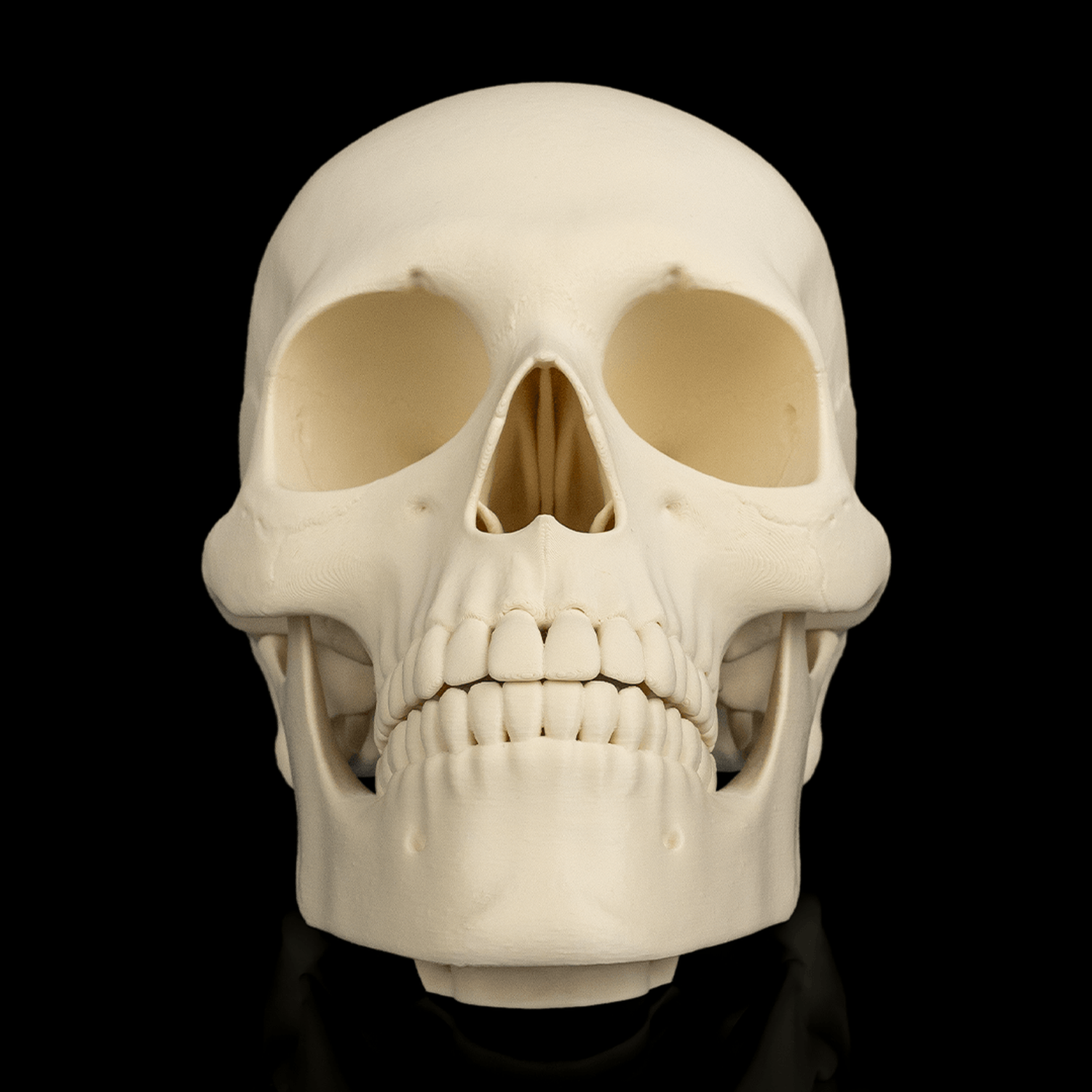 Cranium