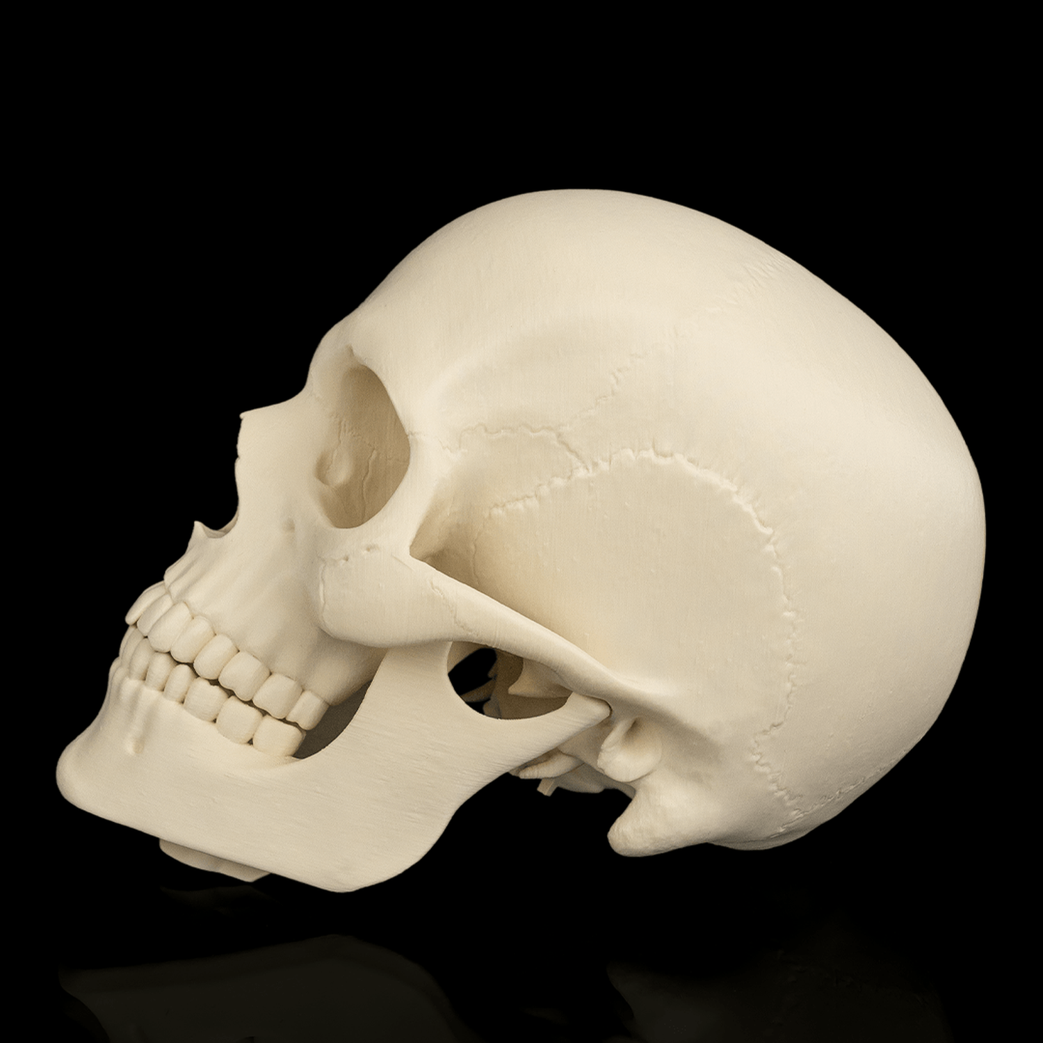 Cranium