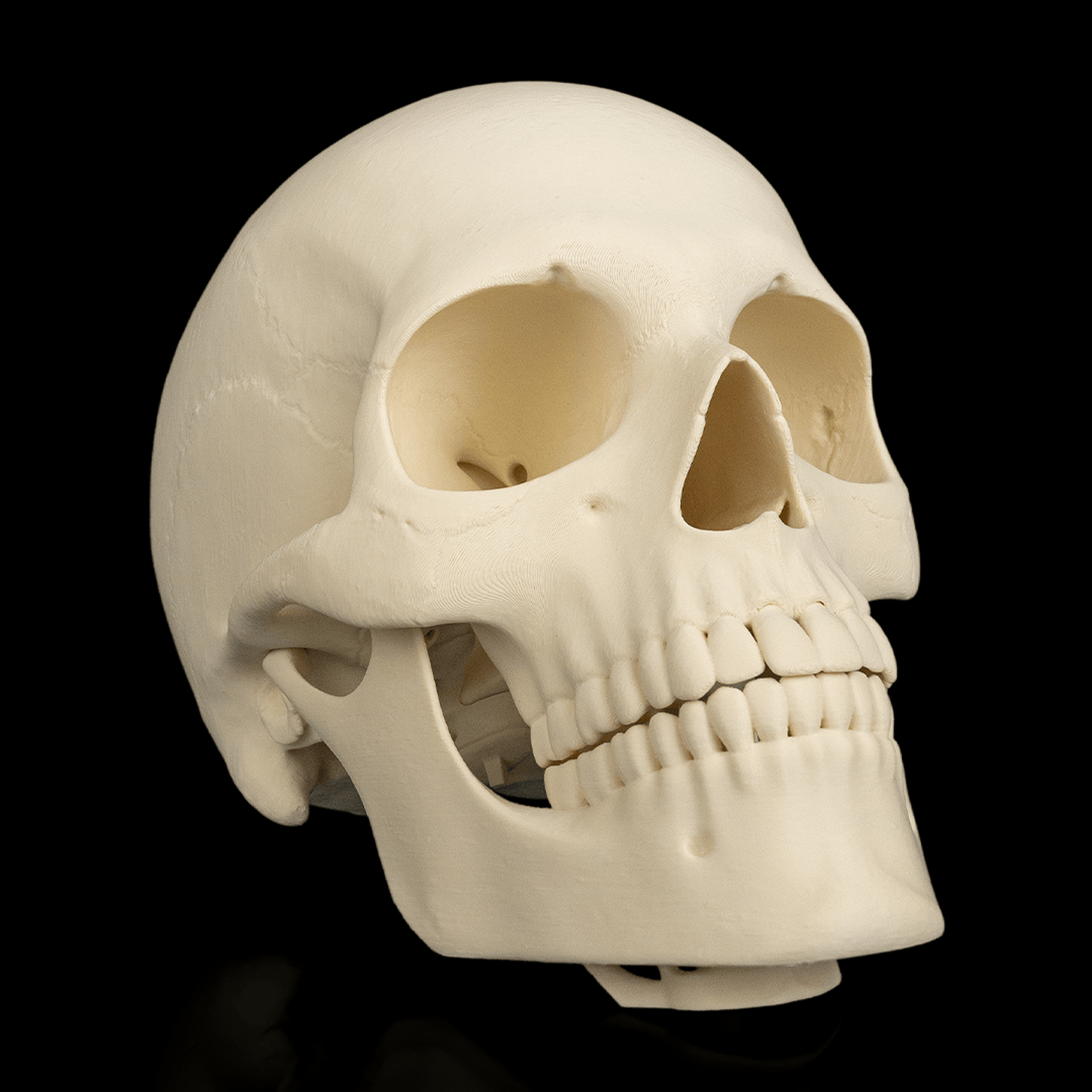 Cranium