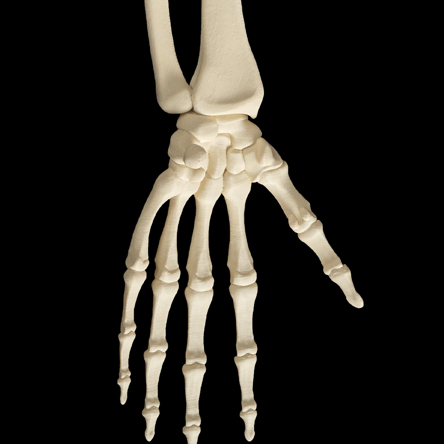 Upper Limb