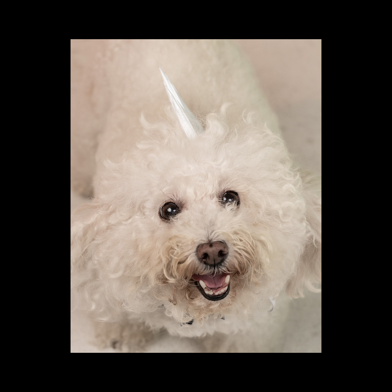 Conjunto de diadema y collar para mascota Punk Pawtitude