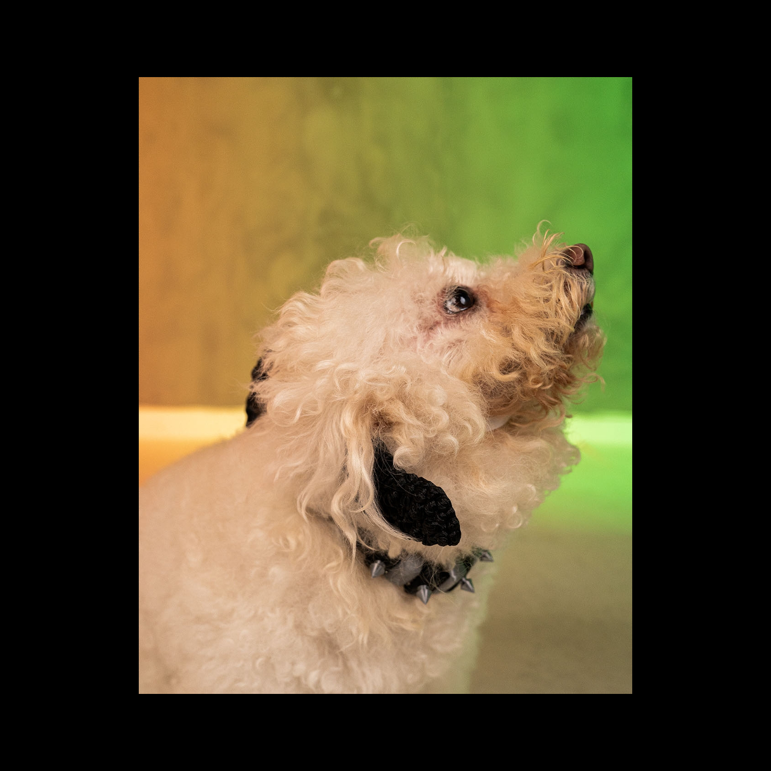 Conjunto de diadema y collar para mascota Barkstar