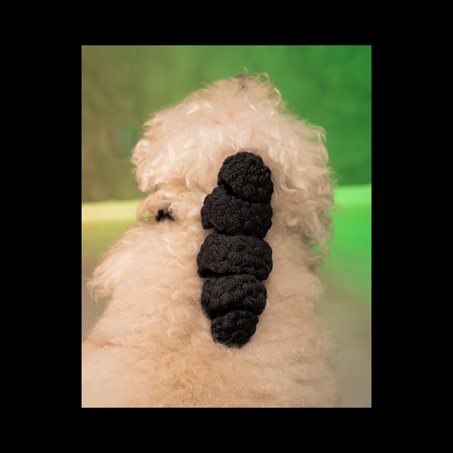 Conjunto de diadema y collar para mascota Barkstar